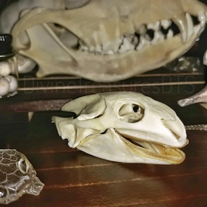 Complete Ethically Sourced Turtle Skulls-REAL