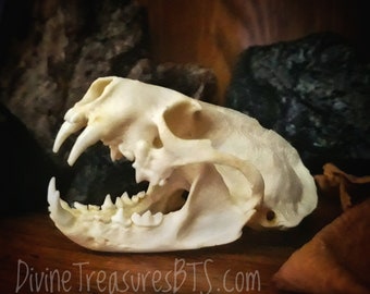 Bag of Bones 8 Ounces of Assorted Real Animal Bones Toe - Etsy Norway Bag of Bones 8 Ounces of Assorted Real Animal Bones Toe - Etsy Norway