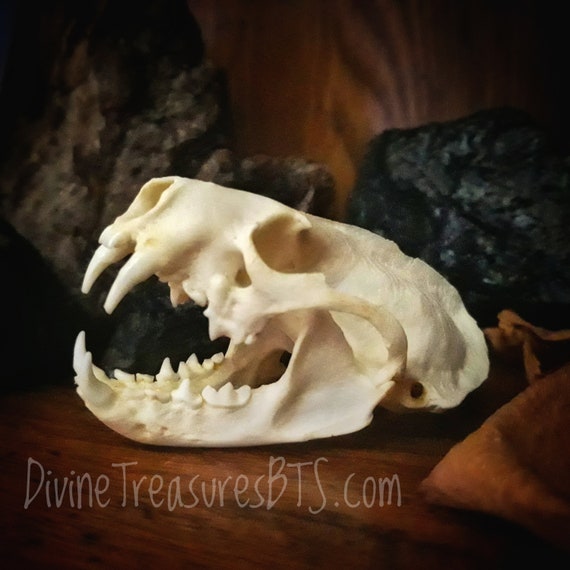 Mink Skull #42 FREE SHIPPING