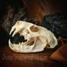 Complete Ethically Sourced Mink Skulls-REAL 