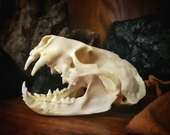 May include: A white animal skull with a large open jaw, showing sharp teeth. The skull is resting on a wooden surface.