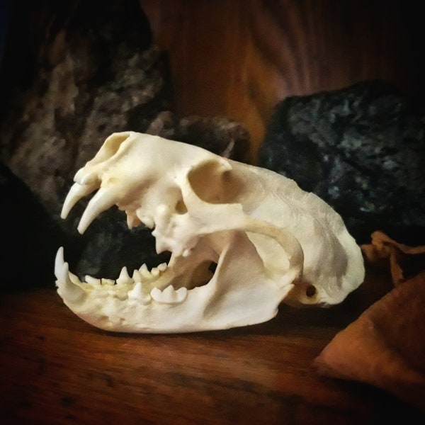 Complete Ethically Sourced Mink Skulls-REAL