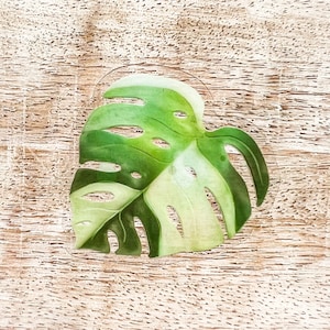 Acuarela Albo Monstera hoja pegatina / pegatina de vinilo transparente / amante de las plantas / Monstera / botella de agua / impermeable, lavavajillas seguro, duradero