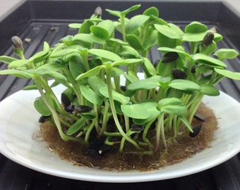 ONION LEEK Seeds Sprouting Organic 2500+ 10 G Microgreens Anticancer Microgreen ONION LEEK Seeds Sprouting Organic 2500+ 10 G Microgreens Anticancer Microgreen