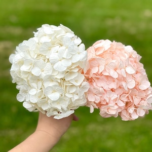 Preserved Hydrangeas / High Quality Ecuadorian Flowers, Preserved Flowers, Dried Hydrangea, Real Flowers, Wedding Flowers