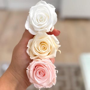 May include: Three preserved roses arranged in a vertical line. The top rose is bright white, the middle rose is a soft cream color, and the bottom rose is a delicate pale pink. Each flower features tightly layered petals in a full bloom.
