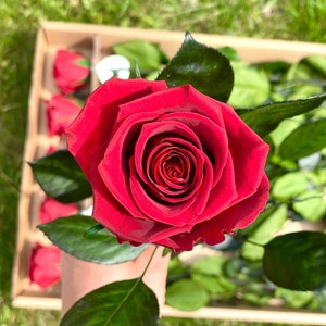 10 Pack of Long-Stem Red Preserved Roses |  Mother&#39;s Day Gift | Forever Roses for Weddings, Home Décor, and DIY Projects, Preserved Flowers