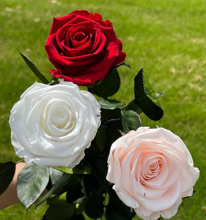 May include: Three roses in a bouquet, one red, one white, and one light pink.