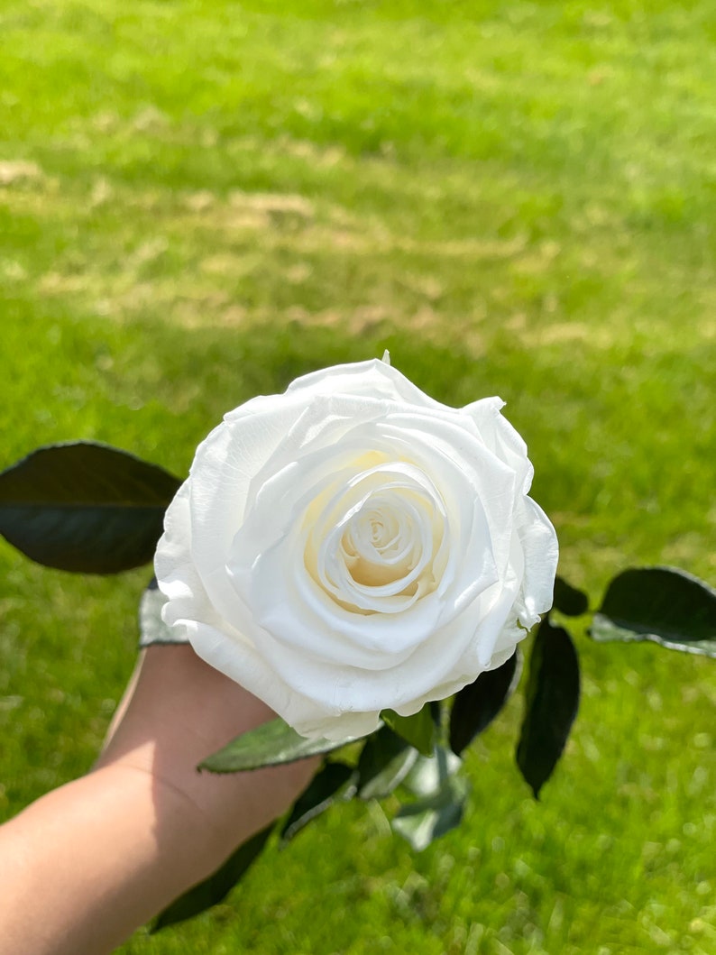 May include: A single white rose with a light cream center, held in a hand against a green grassy background.