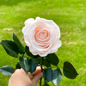 16 Pack Blush Preserved Roses: Long Stemmed Forever Flowers