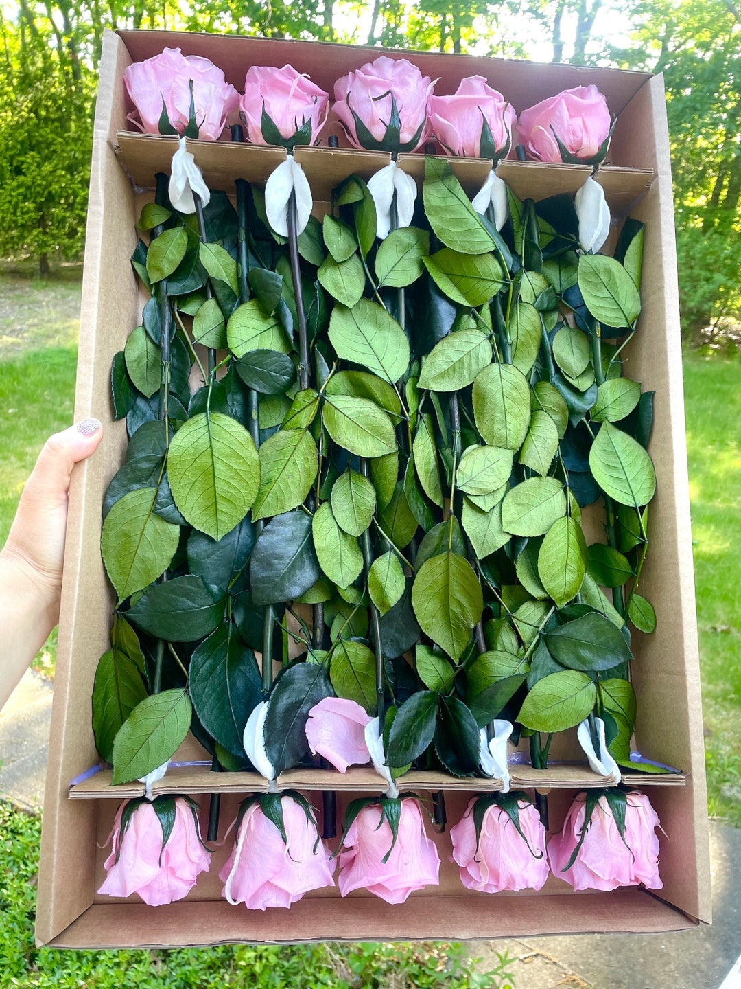 10 Pink Preserved Roses With Long Stems/forever Rosesecuadorian Real