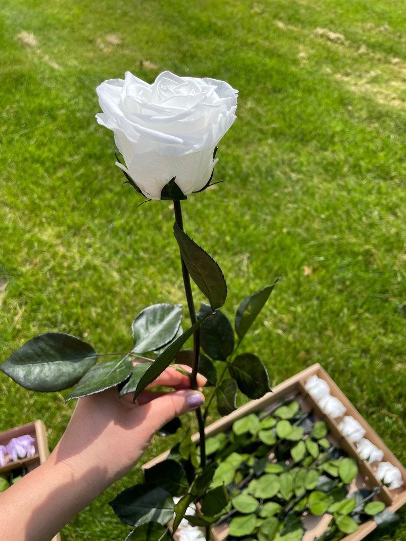 May include: A single white rose with green leaves and a long stem. The rose is held in a hand against a background of green grass.