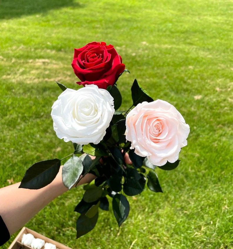 May include: A bouquet of three preserved roses in shades of red, white, and pink. The roses are arranged in a hand holding the stems.