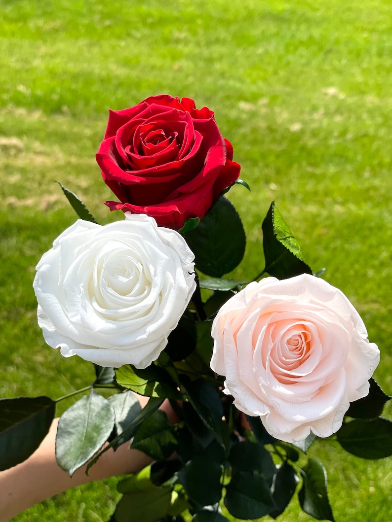 May include: Three roses, one red, one white, and one light pink, are held in a hand against a green grassy background.