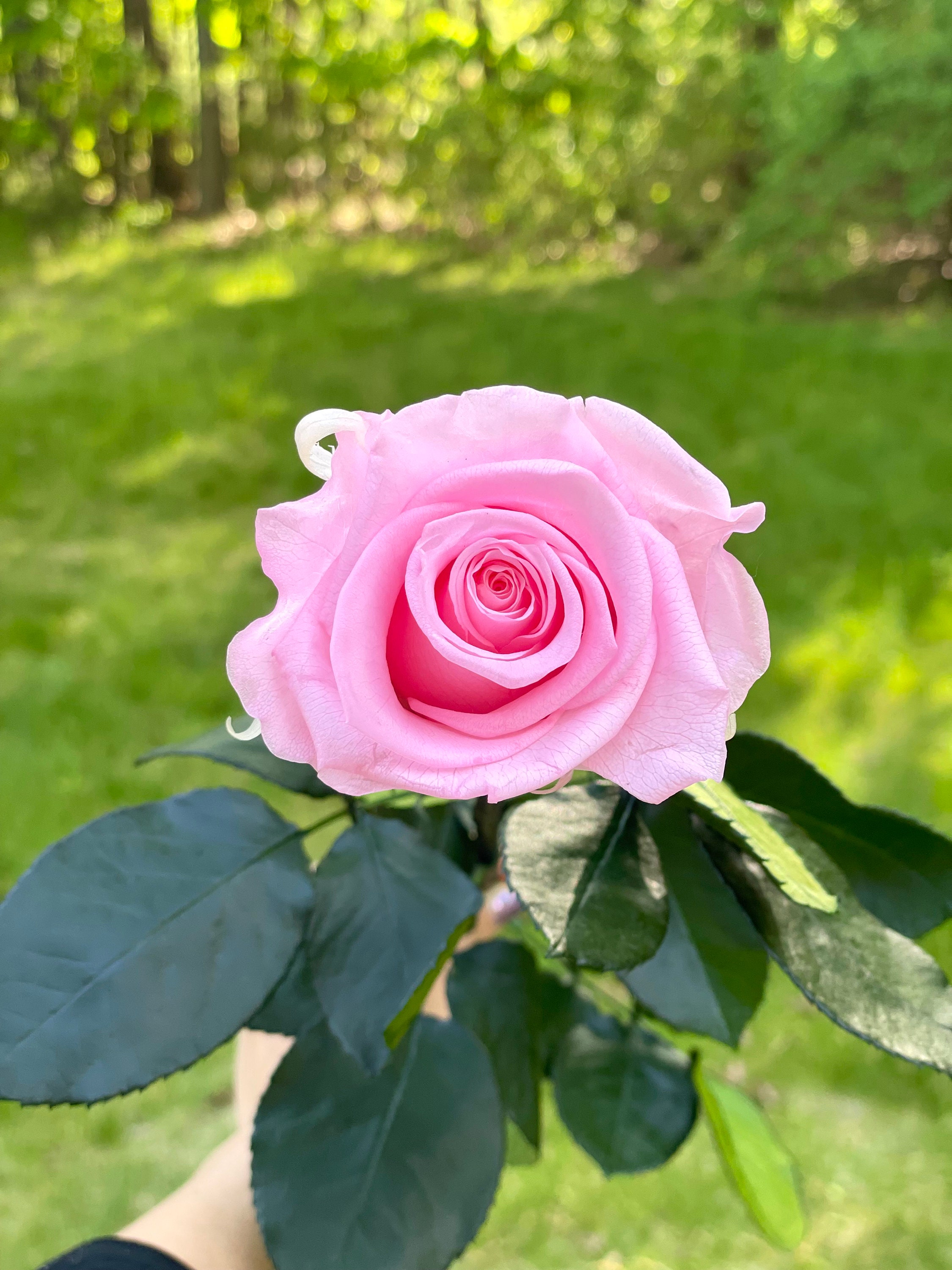 10 Pink Preserved Roses with long stems | Mother's Day Gift | Ecuadorian Forever Real Roses for wedding, home decor, DIY projects,