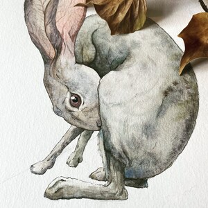May include: A watercolor painting of a gray rabbit with long ears, sitting on a white background. The rabbit's fur is detailed with shades of gray and brown, and its eyes are a deep brown. The rabbit's ears are folded back, and its body is curled up in a relaxed position.
