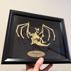Pode incluir: Obra de arte emoldurada com um esqueleto de Charizard. O esqueleto bege é montado em um fundo preto dentro de uma moldura preta. Uma placa dourada abaixo diz "Charizard #006".