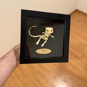 May include: A framed display of a small, white, skeletal cat with a black background. The frame is black with a gold plaque that reads "Mew 0151".