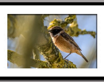 Young Stonechat by Sylvia MacGregor IC0 Vintage Bird Art Postcard