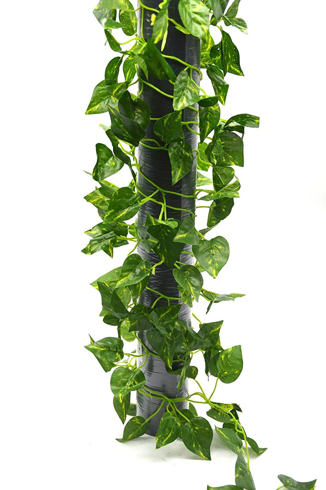 Well Art Gallery Money Plant Creeper Ivy Vine for Home