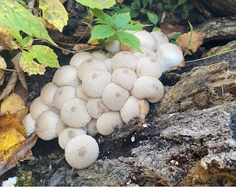 Dried Common Puffball  (Lycoperdon perlatum)