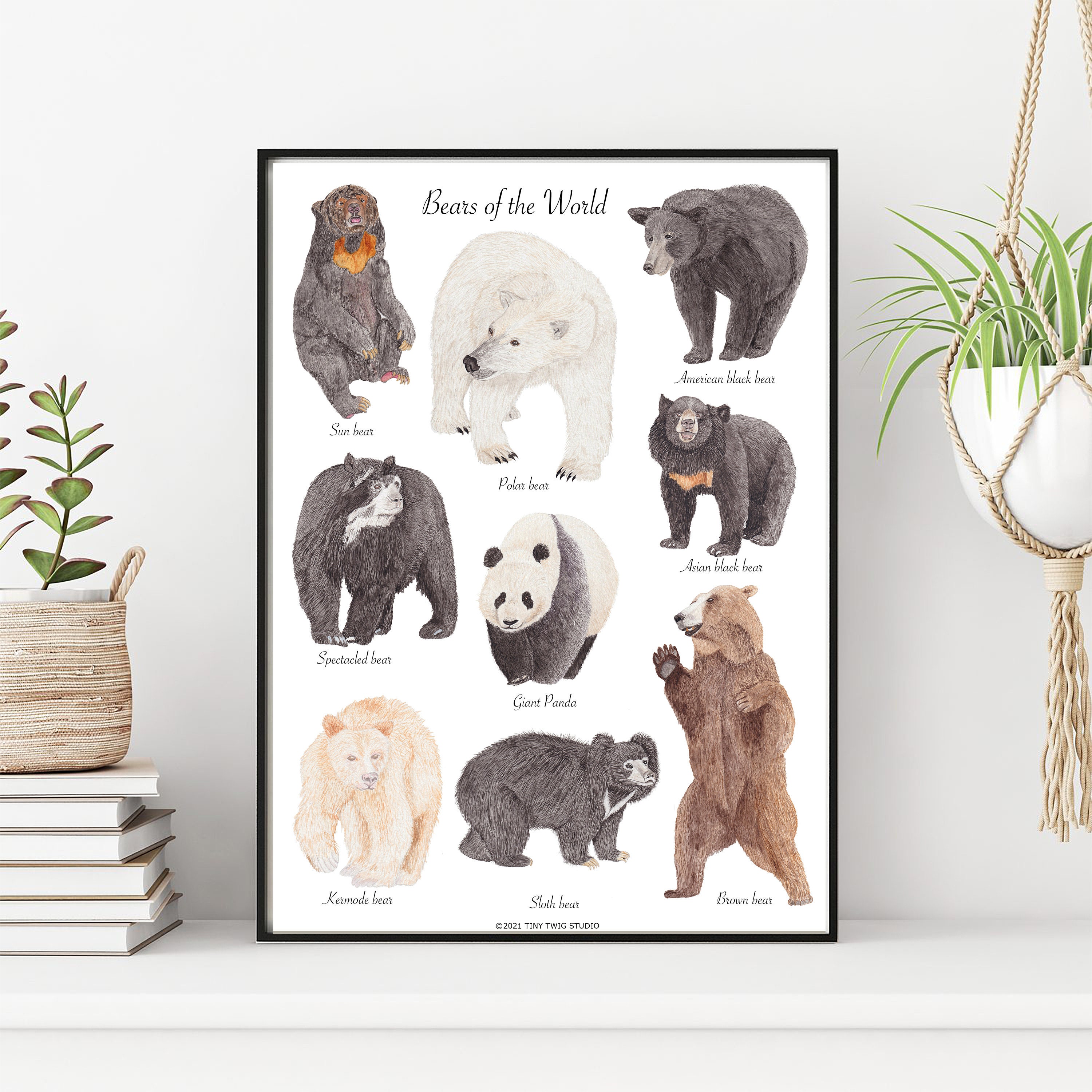 Types of bears Bears of the worlds Bear poster unique wall Etsy