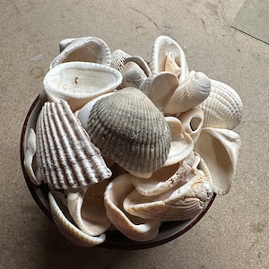 Natürliche Muscheln ~ ideal zum Basteln, für Zauberei, Dekor, beruhigende Heilwirkung und vieles mehr