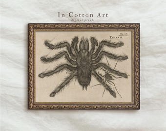 Vintage Halloween Spider Print / Tarantula Drawing Art Print / Spooky Season Wall Decor / Neutral Halloween Wall Art / Creepy Artwork | D73