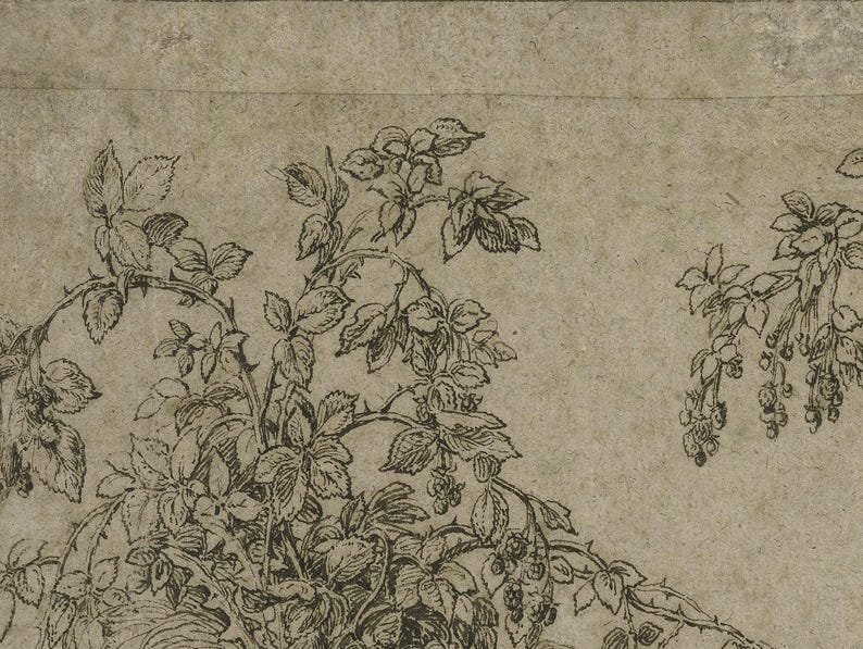 Arte para televisores Samsung Frame / Boceto digital de arte botánico vintage / Arte neutro para TV / Boceto digital para televisores LG / Dibujo de morera / TV13 imagen 4