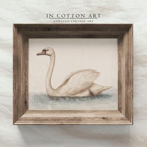 Delicate Swan Painting / Vintage Nursery Art Print / French Country Room Decor / Digital PRINTABLE InCottonArt | P181 image 4