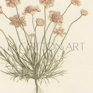 Muted Tone Botanical Wall Art Set of 2 / Red and Yellow Flowers / Vintage Floral Prints / Minimalist Flower Drawings PRINTABLE | P206 image 9