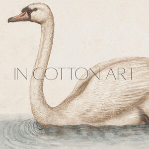 Delicate Swan Painting / Vintage Nursery Art Print / French Country Room Decor / Digital PRINTABLE InCottonArt | P181 image 9