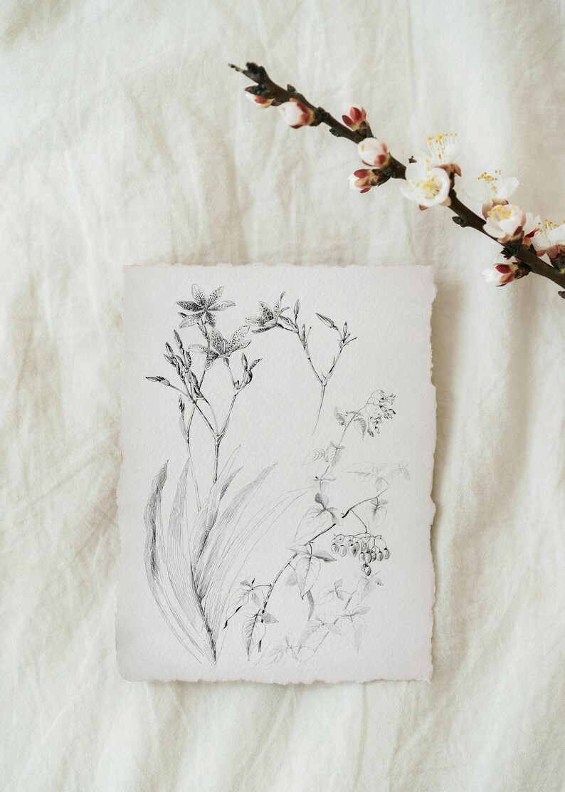 Botanical minimalist sketch print, Wildflower sketch, Vintage farm sketch, Botanical farmhouse sketch, Sketch plant minimalist, Dainty print image 3