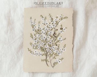 Vintage Botanical Illustration / Antique White Flower Nursery Print / French Country Wall Decor / Rustic Cottage Wall Art | P182