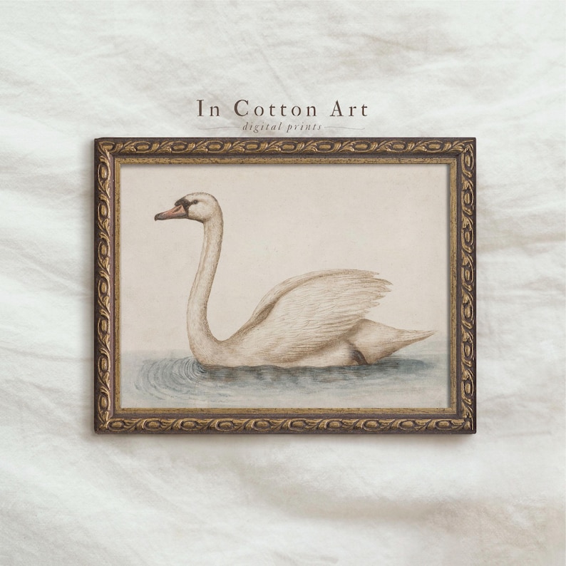 A framed illustration of a swan swimming in a body of water, with a decorative border around the edges.