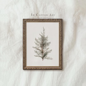 Fir Branch Art Print / Vintage Botanical Winter Print / Christmas Wall Decor PRINTABLE | P58
