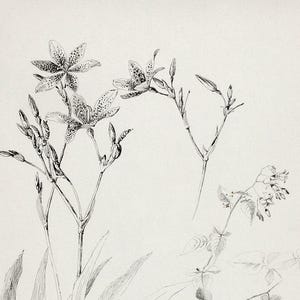 Botanical minimalist sketch print, Wildflower sketch, Vintage farm sketch, Botanical farmhouse sketch, Sketch plant minimalist, Dainty print image 9