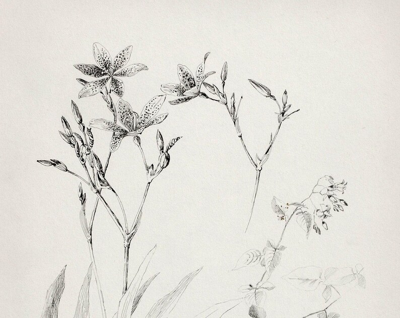 Botanical minimalist sketch print, Wildflower sketch, Vintage farm sketch, Botanical farmhouse sketch, Sketch plant minimalist, Dainty print image 9