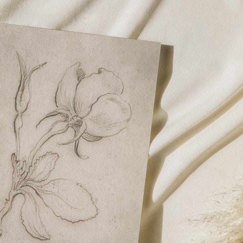 Set di 2 stampe botaniche vintage, schizzo di fiori antichi, schizzo botanico neutro, stampa di schizzo di rose, set di 2 disegni di rose, schizzo artistico immagine 7