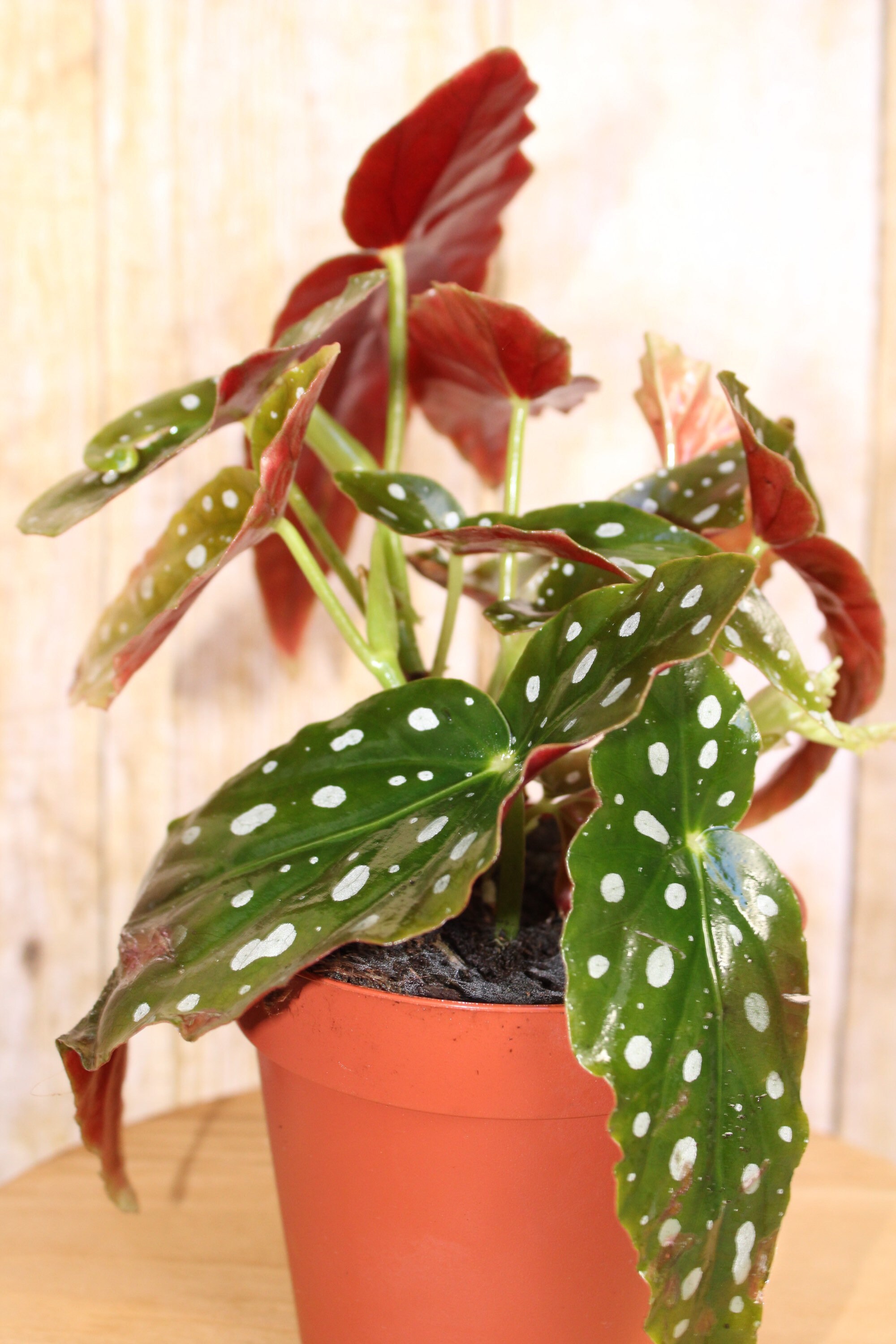 Begonia Maculata Plant AKA Angel Wing Polka Dot Live Etsy