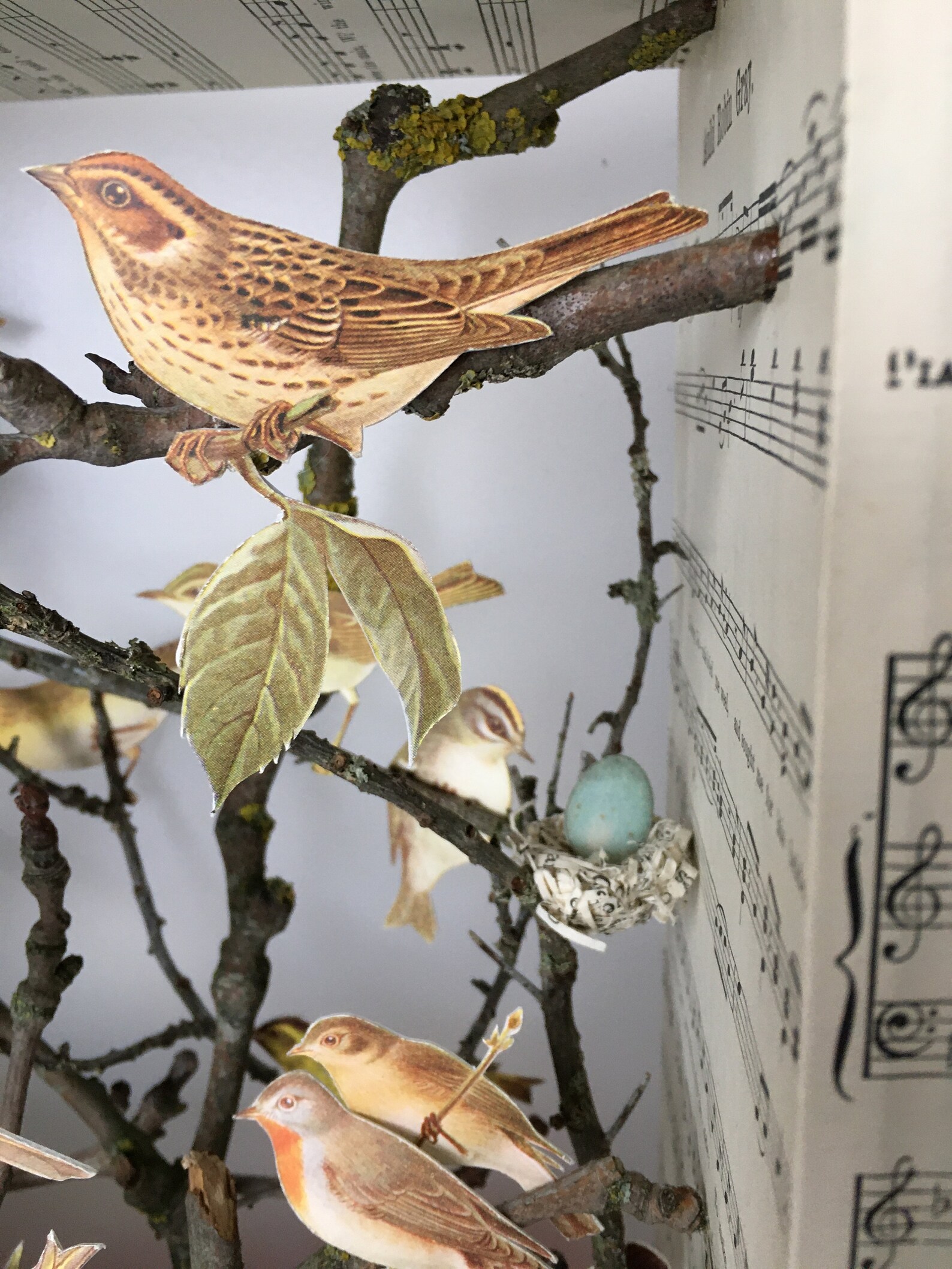 Scottish Birds Ethical Taxidermy Birds Oiseaux Book Art Etsy