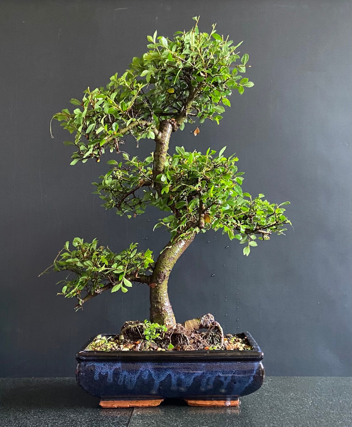 Large ELM BONSAI Tree Indoor/Outdoor Large Chinese Elm Bonsai Etsy
