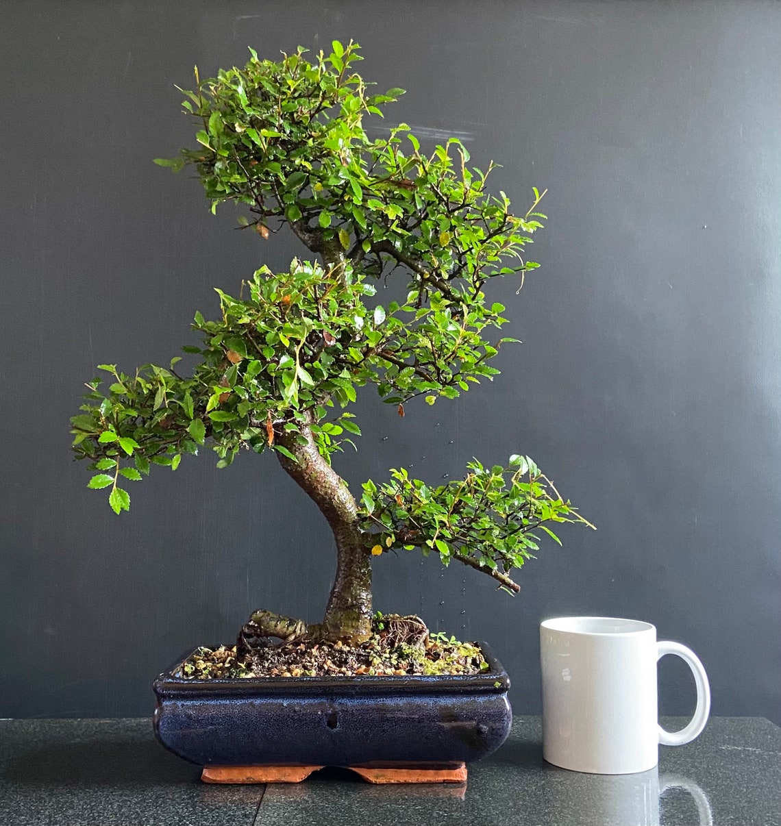 Large ELM BONSAI Tree Indoor/Outdoor Large Chinese Elm Bonsai Etsy
