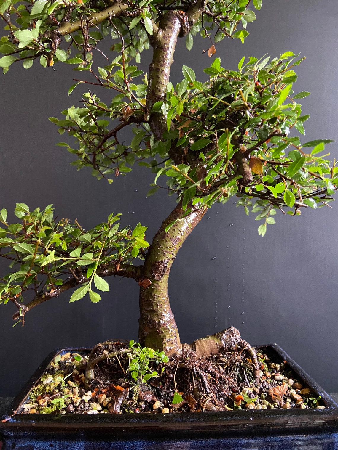 Large ELM BONSAI Tree Indoor/Outdoor Large Chinese Elm Bonsai Etsy