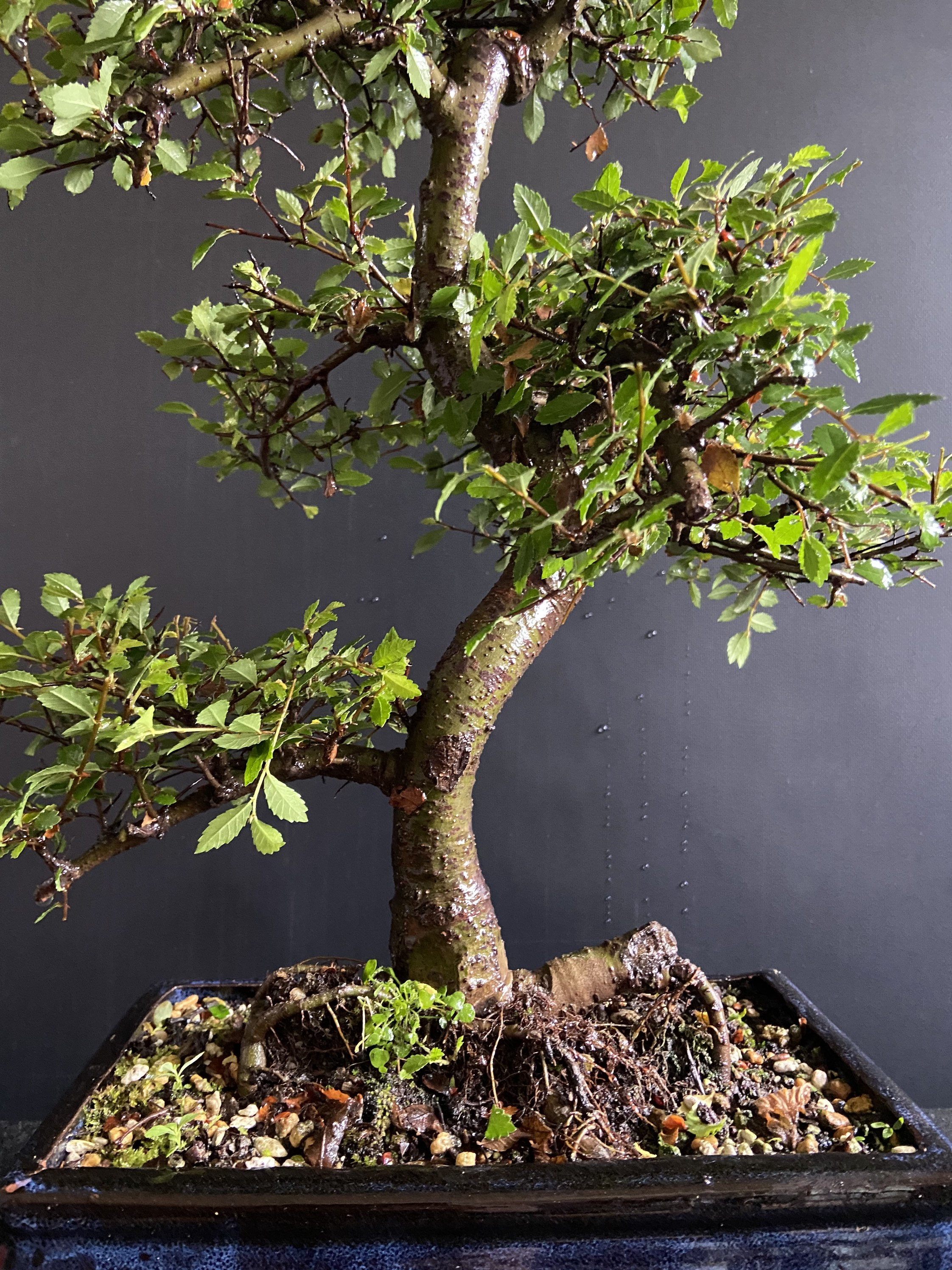 Large ELM BONSAI Tree Indoor/Outdoor Large Chinese Elm Bonsai Etsy