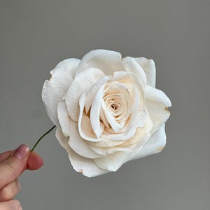 May include: A single off-white rose with delicate, layered petals that transition to a soft cream color toward the center. The flower features slightly curled edges with subtle brownish tips, attached to a thin, dark green stem.
