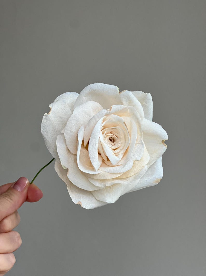 May include: A single off-white rose with delicate, layered petals that transition to a soft cream color toward the center. The flower features slightly curled edges with subtle brownish tips, attached to a thin, dark green stem.