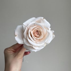 May include: A single rose flower featuring layered petals that transition from a soft, creamy white on the outer edges to a warm, muted peach tone at the tightly coiled center. The bloom displays delicate, slightly curved petal edges.