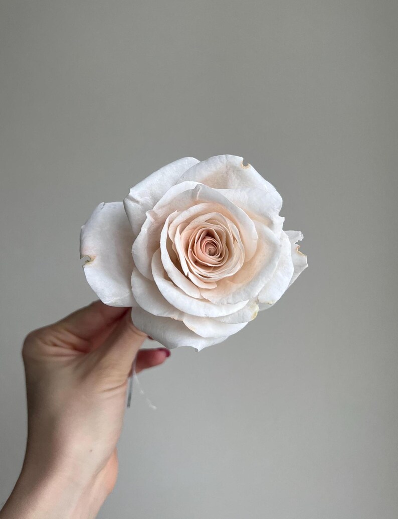 May include: A single rose flower featuring layered petals that transition from a soft, creamy white on the outer edges to a warm, muted peach tone at the tightly coiled center. The bloom displays delicate, slightly curved petal edges.