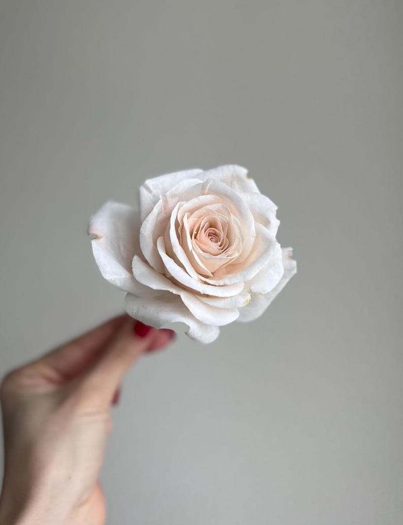 May include: A single rose flower with delicate, layered petals in a soft off-white and pale cream color. The center of the bloom features a subtle, warm peach-toned hue, with the petals arranged in a classic, tight spiral formation.